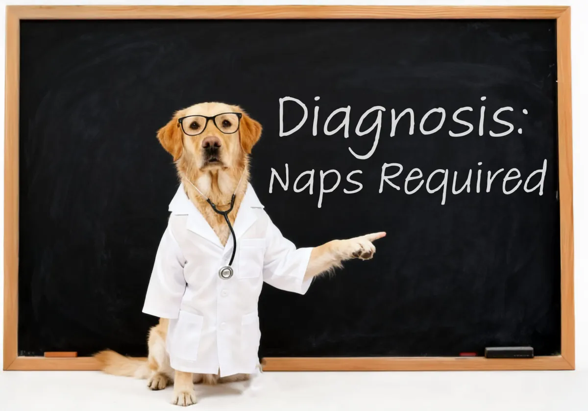 dog pointing at a blackboard that says "diagnosis: naps required"