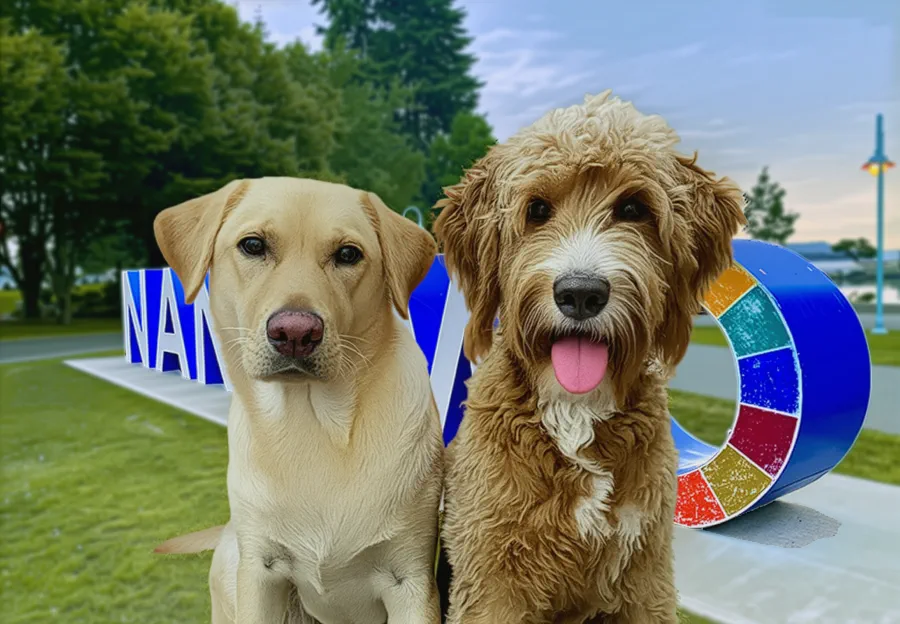 newer-two-cute-dogs-nanaimo
